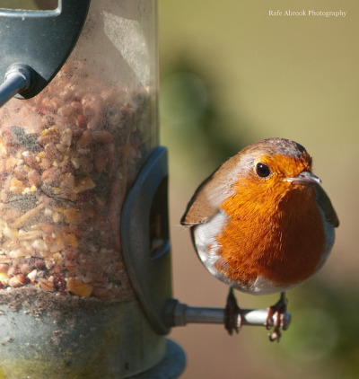 kevinjhatton:
“Robin by Rafe Abrook on Flickr.
”