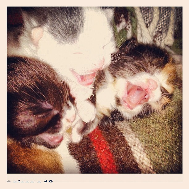 Kittens#kittens#kitty#gattini#gatti#gatto#gattinidelcazzo#fabiovolo#volo (Scattata