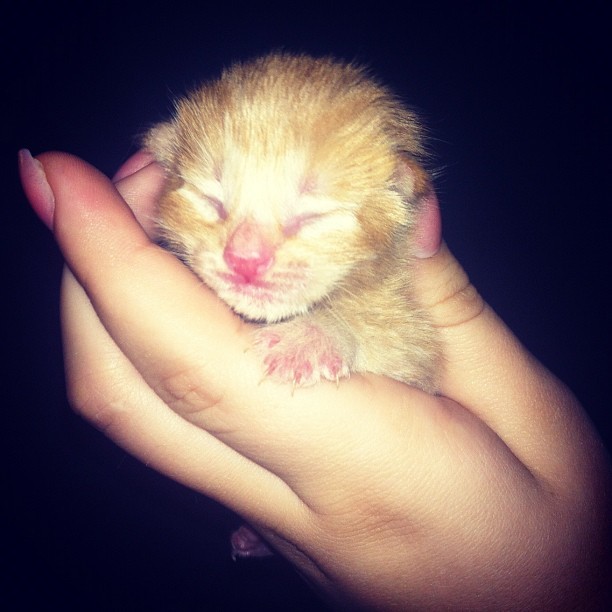 her-royal-bitchassness:  first time mommy let me hold one! #cat #kitten #kittens