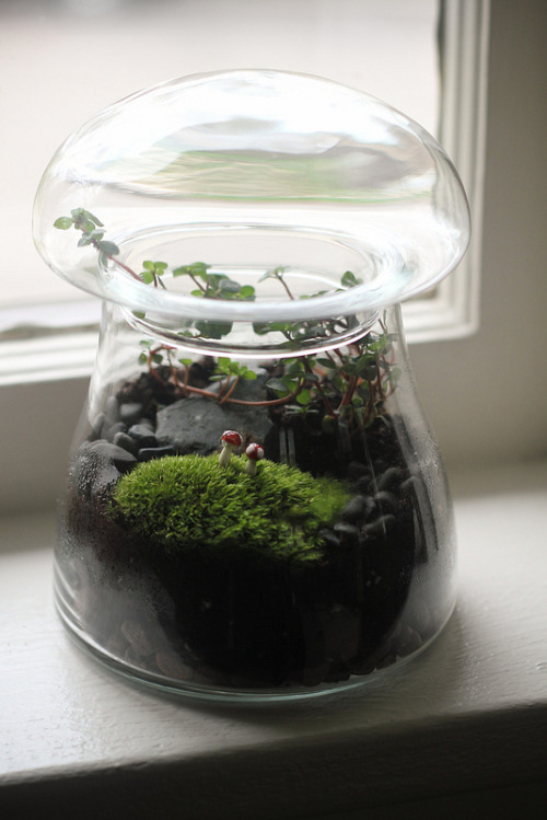 8oaksterrariums: Mushrooms in Mushroom Terrarium Closeup: