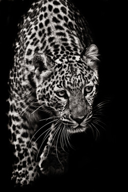 black-and-white:  Approaching Leopard by