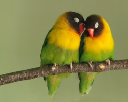 We&rsquo;re Just a Pair of Lovebirds &lt;3