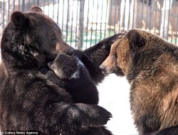 febricant:  :  From Russia with love: The doting father bear who can’t help cuddling his cub This is the touching moment a baby bear gets swept up in a big cuddle - from her affectionate father. What makes the photographs, taken at a zoo in eastern