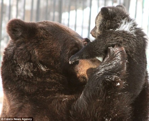 febricant:  :  From Russia with love: The doting father bear who can’t help cuddling his cub This is the touching moment a baby bear gets swept up in a big cuddle - from her affectionate father. What makes the photographs, taken at a zoo in eastern