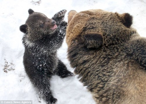 febricant:  :  From Russia with love: The doting father bear who can’t help cuddling his cub This is the touching moment a baby bear gets swept up in a big cuddle - from her affectionate father. What makes the photographs, taken at a zoo in eastern