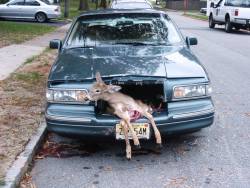 thedirektor:  LOLMy dads coworker got a knock on the door from cops the morning after hitting a deer - Imgur 