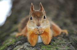 kashizap:  animals,cute,photography,funny, by insurance5 on Flickr.