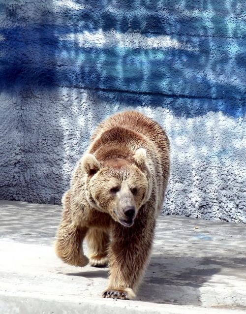 Sex llbwwb:  Running Bear by TroyBecker pictures