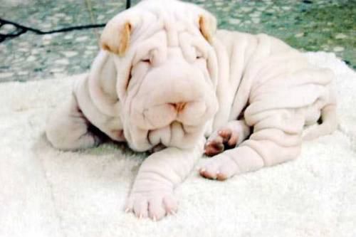 Cute shar pei puppies