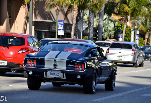 Mustangs galore