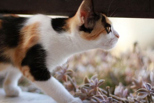 meow.