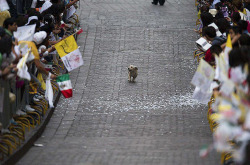 ironicchef:  mechbeth:  ircimages:  The people of Mexico were lined up along the streets to see the Pope. This little guy thought otherwise.  Awwwwwwwwwwwwww.  #ALL HAIL DOG 