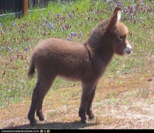 fuckyeahcuteanimalss