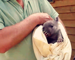 corgisandboobs:I kinda just imagine wombats saying “wombat wombat wombat” as they walk.And holy burr