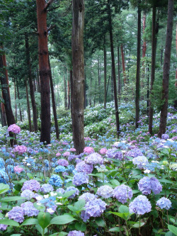 bluepueblo:  Hydrangea Forest, Japan photo