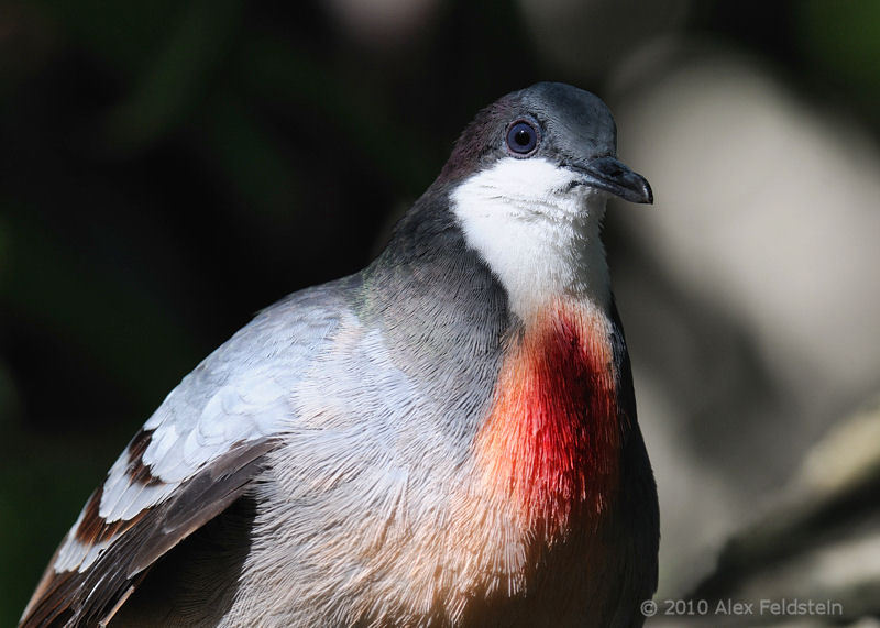 dsylecxia:  bleeding heart dove, the dove that always looks like it just walked away