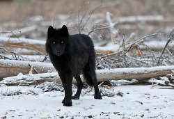 alienboyfriends:  source | source | sourceBlack wolves do not occur naturally. A 2008 study at Stanford University found that the mutation responsible for black fur occurs only in dogs, so black wolves are the result of gray wolves breeding back with