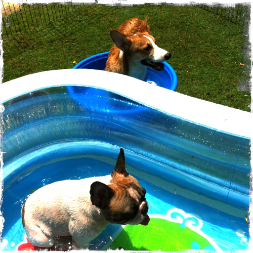 chillosk:
“ Fabio and Elvis respectively enjoying their palanggana and swimming pool on a hot day.
”