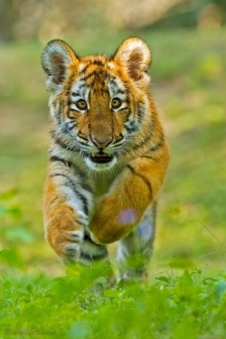 llbwwb:  Attack Cat! via:cutestpaw. For my Tiger Lovers :)