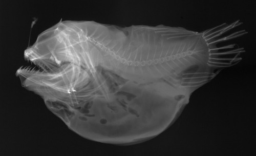X-rays from the Smithsonian's national collection of fishes.