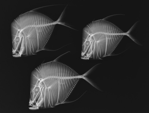 X-rays from the Smithsonian's national collection of fishes.