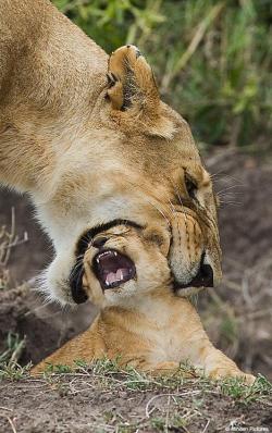 the-absolute-best-posts:  llbwwb: Gentle Mama!! by Minden pictures Follow this blog, you will love it on your dashboard 