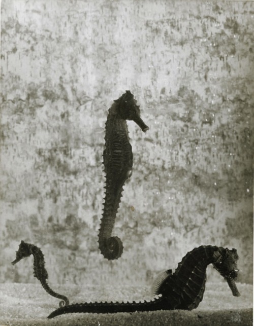 Seahorses, ca. 1950Gjon Mili