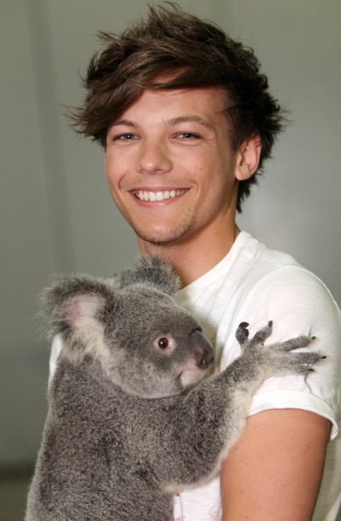 Funny koala