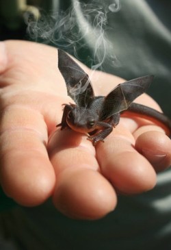 indigo-sunrise:  Aww! Baby Toothless! Ain’t