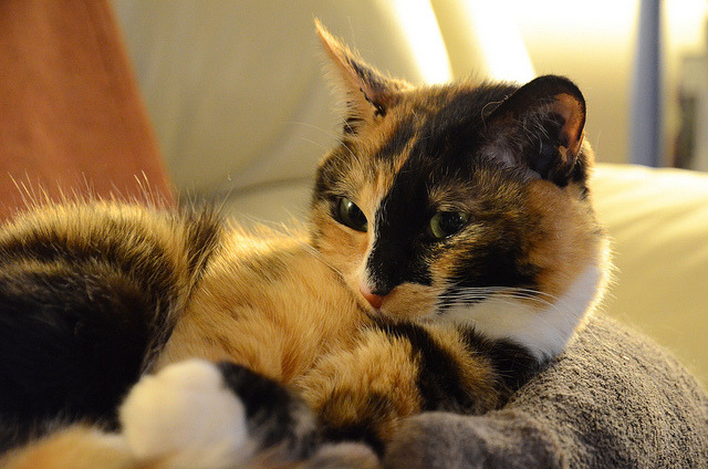 cybergata:  my cat by biwanoki on Flickr.