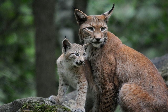 deoxify:
“ lynx lynx by Joachim S. Müller on Flickr.
”