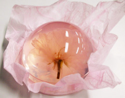 hal-japan:  &ldquo;Sakura Jelly&quot; in Japanese sweets.(^_^)/ 