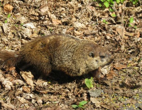 Groundhog, woodchuck, whistle pig, grundsau, photographed along the edge of Black Rock. Plenty more 