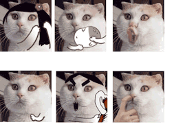 thecatsmustbecrazy:  gifs 