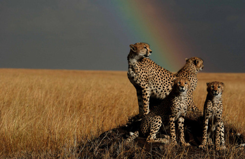 kingdom-of-animals:Cheetah Family. Masai Mara, Kenya by AtelierHHN on Flickr.