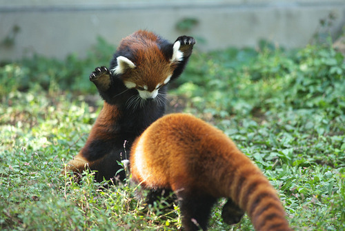 sarahxmay:  cuddlemeister:  sarahxmay:  #sarah’s attacking me because I wanted to be friends #but she and sabina are already friends #there’s no room in the world for threes Nikita, you know that’s not the case.  Can I be a red panda too?  #IS