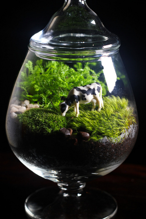 Reused Brandy Snifter Cow Terrarium