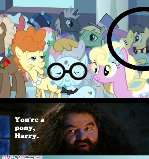 bronieslatinos:  Harry Pony! 