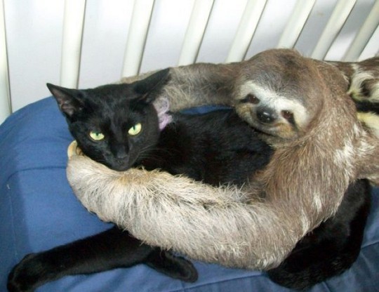 kittehkats:  There’s gotta be at least 4 deadly sins going on here.