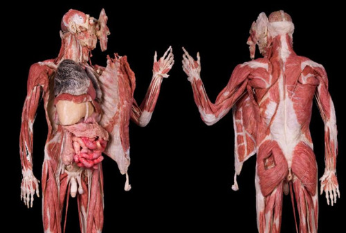 disgustinghuman:  decayedintelligence:  Gunther von Hagens, a German anatomist, uses real cadavers, preserved by plastination, to display the anatomy of human and animal bodies.  currently giggling over the dude’s visible butthole 