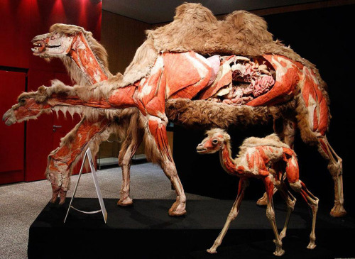 disgustinghuman:  decayedintelligence:  Gunther von Hagens, a German anatomist, uses real cadavers, preserved by plastination, to display the anatomy of human and animal bodies.  currently giggling over the dude’s visible butthole 