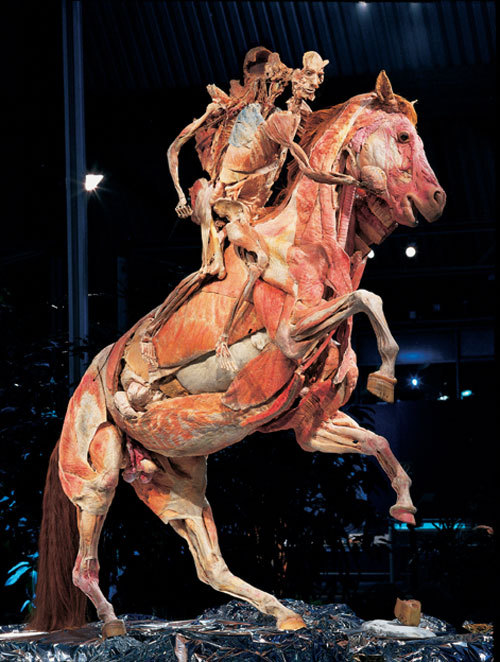 disgustinghuman:  decayedintelligence:  Gunther von Hagens, a German anatomist, uses real cadavers, preserved by plastination, to display the anatomy of human and animal bodies.  currently giggling over the dude’s visible butthole 