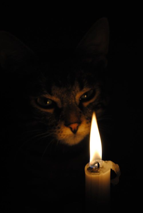 punlich:caitallolovesyou:graveobject:my cat is more grim than your cat. This cat looks like it&