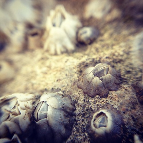 Little mouthes. #macro #ōlloclip #olloclip (Taken with instagram)