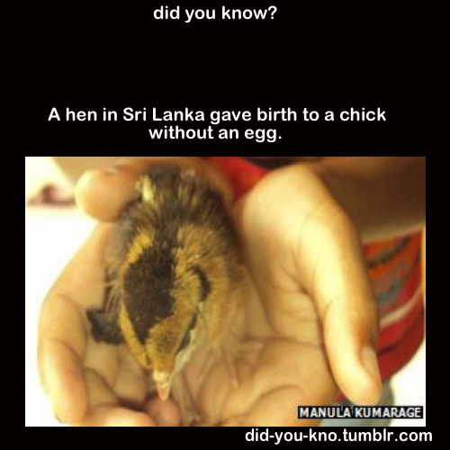 did-you-kno:  Instead of being laid by the hen and incubated in the nest, the egg