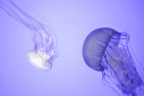 littlemedusas:Jellies Invasion at the Baltimore Aquarium (by Andrew Vox Photography)