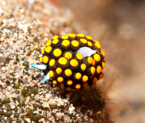 Stiliger aureomarginatus @ D -16m. Osezaki, Izu, Japan.