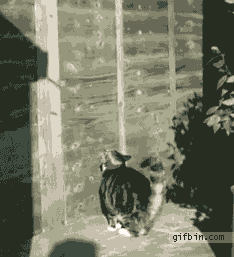 knusprig-titten-hitler:  Graceful leap 