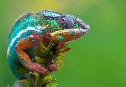 metabolito:  He querido hacer una recopolación con algunas fotografías en buena calidad de animales con colorido, espero que os guste. Lamento no poder poner muchas de las fuentes, ya que han sido cogidas de mi tag animales y buscando en el post original