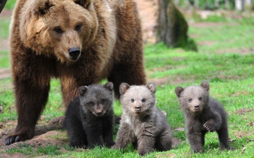 Mother Orsa and her three bear cubs explore their open-air enclosure at the Tripsdrill wildlife park near Cleebronn, southern Germany.  Picture: FRANZISKA KRAUFMANN/AFP/Getty Images